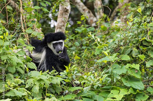 Photography Black and White Colobus monkey with a leaf in its mouth in Arusha National Park