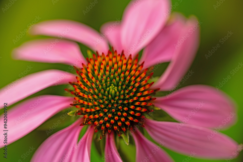 macro of a coneflower with blurred background macro of a coneflower with blurred background