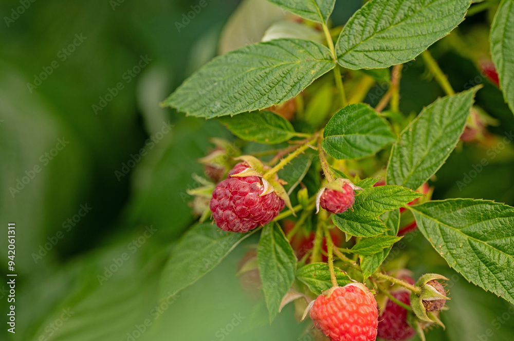 raspberries in an urban garden in summer raspberries in an urban garden in summer