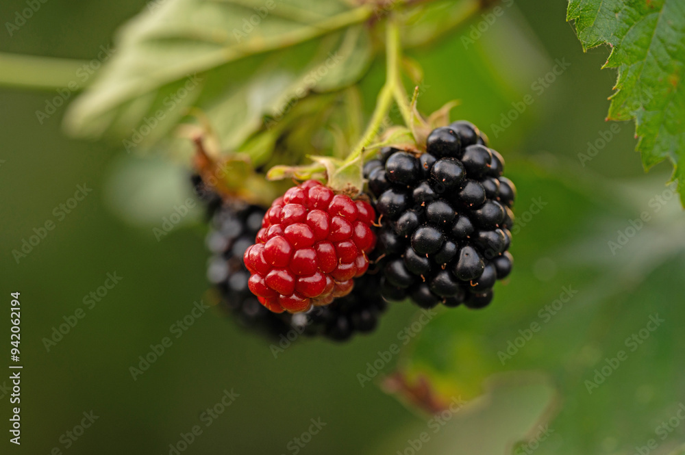 blackberries in an urban garden in summer blackberries in an urban garden in summer