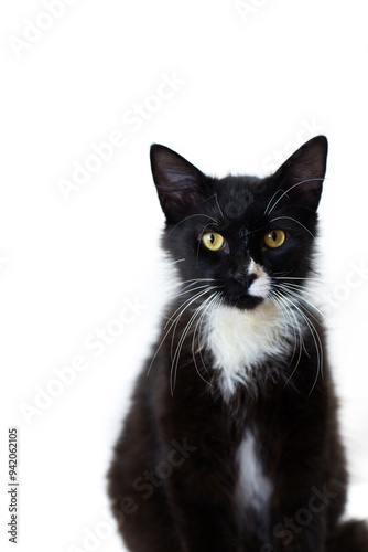 Close-Up of Black and White Tuxedo Cat on White Background