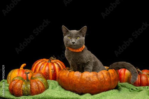 GrayCat in Pumpkin against a Black Background with More Pumpkins Around photo