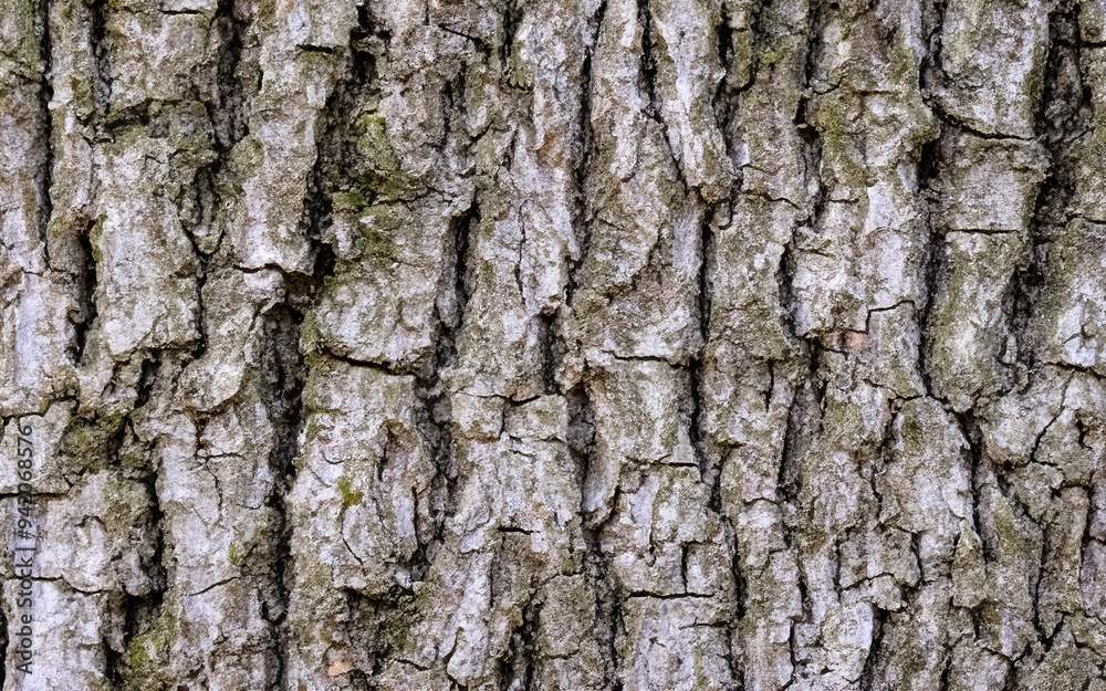 Fototapeta premium tree texture