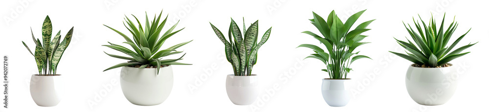 Set of modern house plant in a white pot isolated on a transparent background Set of modern house plant in a white pot isolated on a transparent background