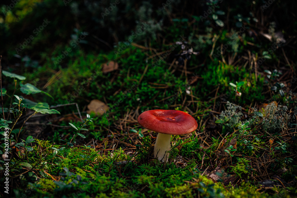 mushrooms and a wild forest environment mushrooms and a wild forest environment