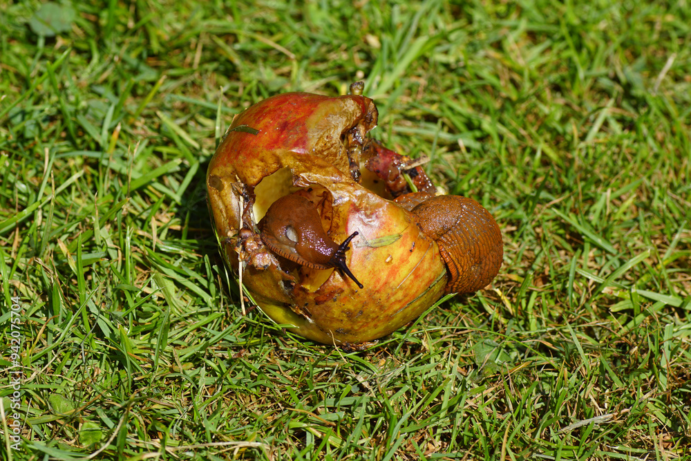 Red slugs (Arion rufus) or Spanish slugs (Arion vulgaris) eating an apple, which has fallen in the grass. Family roundback slugs (Arionidae). Summer, August, Netherlands Red slugs (Arion rufus) or Spanish slugs (Arion vulgaris) eating an apple, which has fallen in the grass. Family roundback slugs (Arionidae). Summer, August, Netherlands