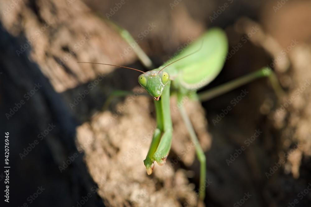Praying Mantis aka Mantis religiosa adult female in wild nature of Czech republic. Late summer. Praying Mantis aka Mantis religiosa adult female in wild nature of Czech republic. Late summer.