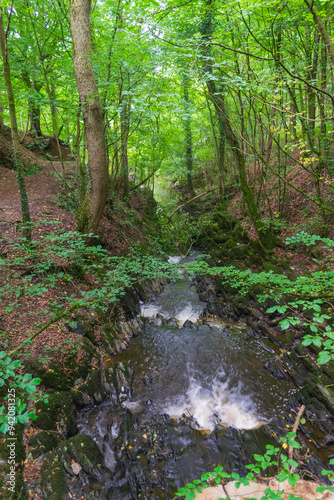 stream in the woods