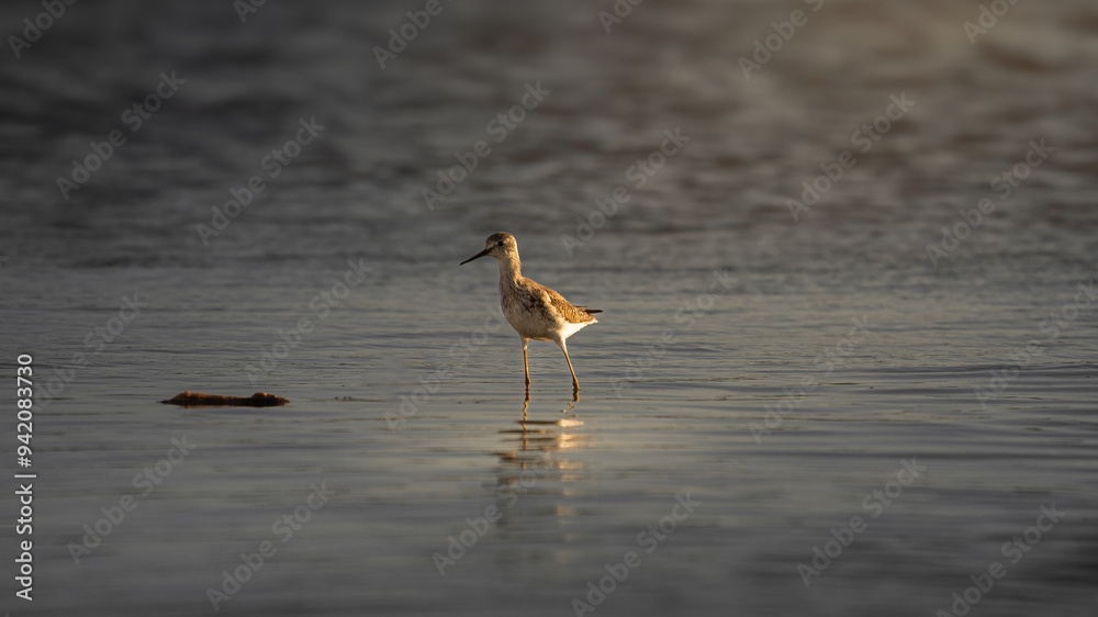 Aves caminando en aguas tranquilas Aves caminando en aguas tranquilas