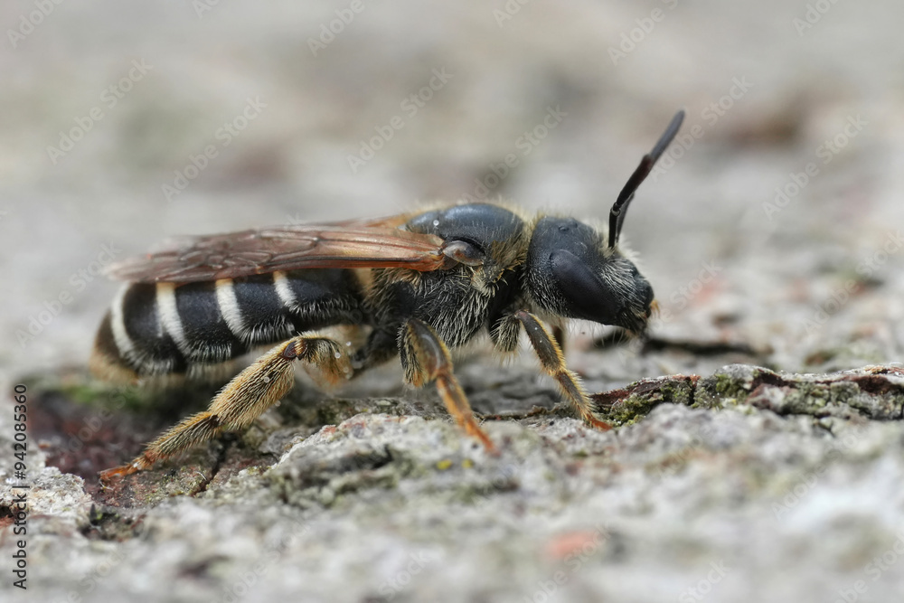 Detailed closeup on a female end banded furrow bee, Halictus species from the Gard, France Detailed closeup on a female end banded furrow bee, Halictus species from the Gard, France