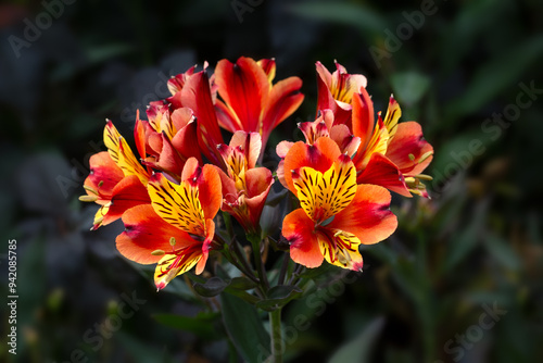 Closeup of flowers of Alstroemeria 'Indian Summer' in a garden in summer