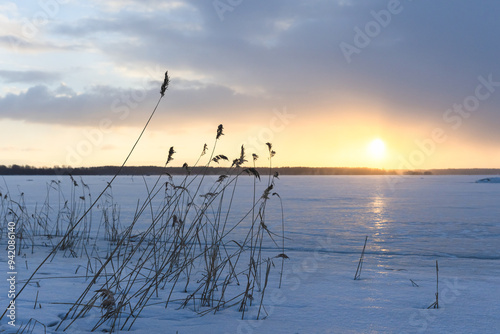 Fototapeta Naklejka Na Ścianę i Meble -  Dry reed standing in snow on frozen Baltic sea on a sunset