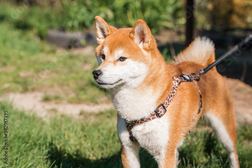 A dog of the Shiba Inu breed on a walk on a leash.