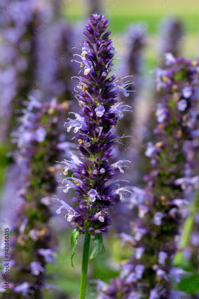 Obraz premium Closeup of flowers of Giant Hyssop (Agastache 'Blackadder') in a garden in late summer