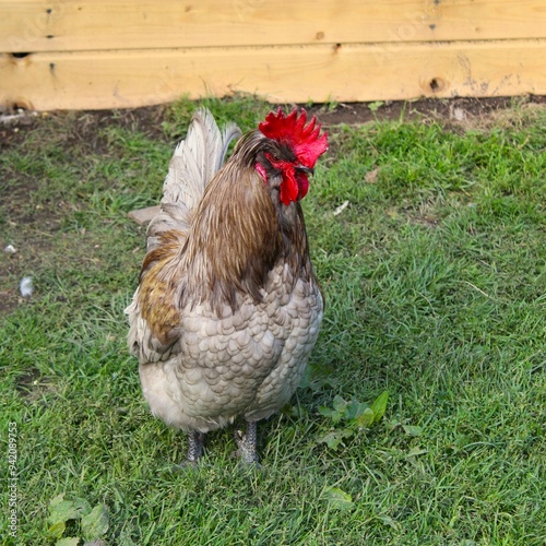 Beautiful rooster with red cocscomb and orange eyes photo