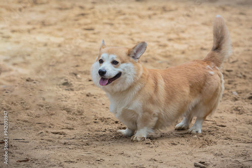 Cheerful dog Welsh Corgi Pembroke on a walk in the park