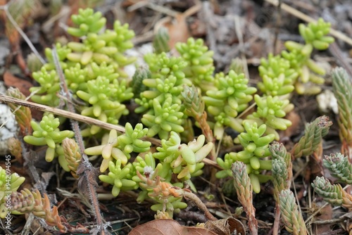 Closeup on emerging small White stonecrop plants, Sedum album in Gard, France