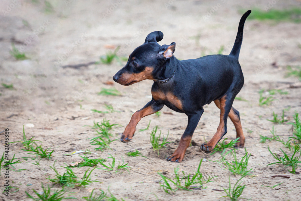 A dog of The Miniature Pinscher, the Zwergpinscher breed. Close-up on a walk in the sand