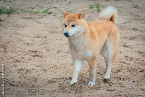 A Shiba Inu dog plays on a sandy field