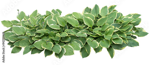 Hosta plant bush isolated on transparent background