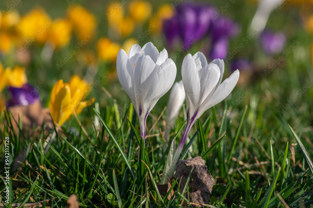 Field of flowering crocus vernus plants, group of bright colorful early spring flowers in bloom Field of flowering crocus vernus plants, group of bright colorful early spring flowers in bloom