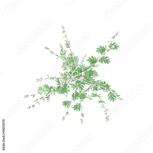 3d rendering of Artemisia Vulgaris plant