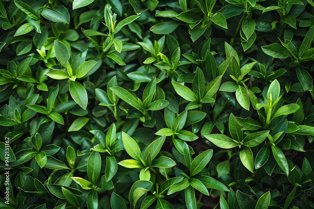 Lush Greenery: A Close-Up of Vibrant Leaves Lush Greenery: A Close-Up of Vibrant Leaves