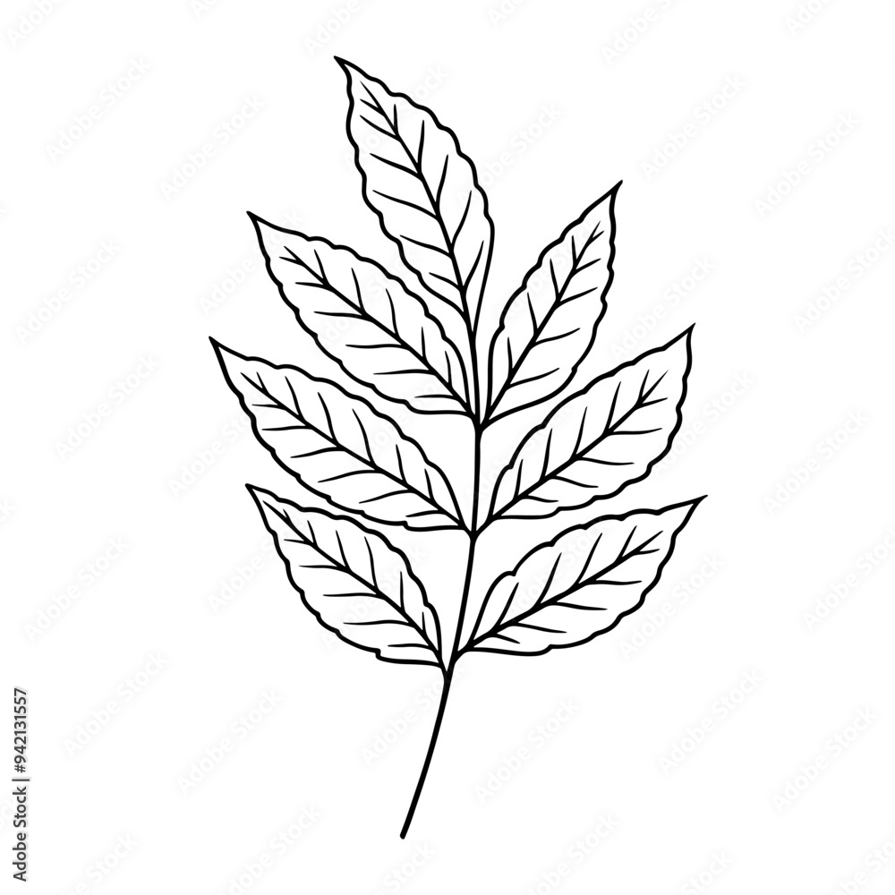 Vector autumn leaves illustration in line art style. Graphic monochrome drawing. Hand drawn floral outline sketch, engraved illustration. Design element for coloring book, tattoo, logo, icon, label Vector autumn leaves illustration in line art style. Graphic monochrome drawing. Hand drawn floral outline sketch, engraved illustration. Design element for coloring book, tattoo, logo, icon, label