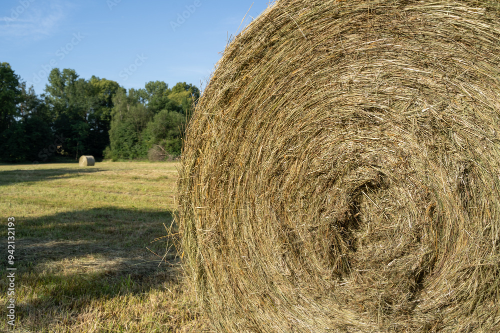 Hay bale in the farm field Hay bale in the farm field