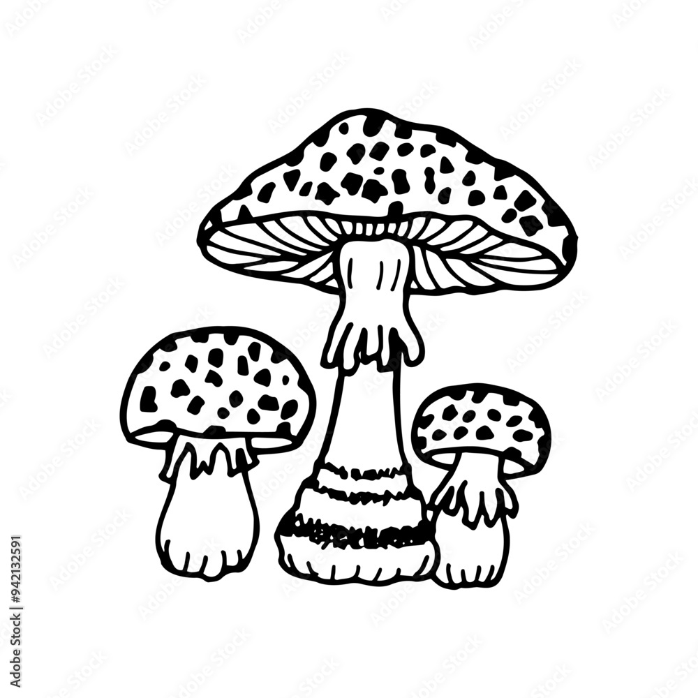 Mushrooms Fly agaric. Vector stock illustration eps10. Isolate on white background, outline. Hand drawn. Adobe Illustrator Artwork Mushrooms Fly agaric. Vector stock illustration eps10. Isolate on white background, outline. Hand drawn. Adobe Illustrator Artwork