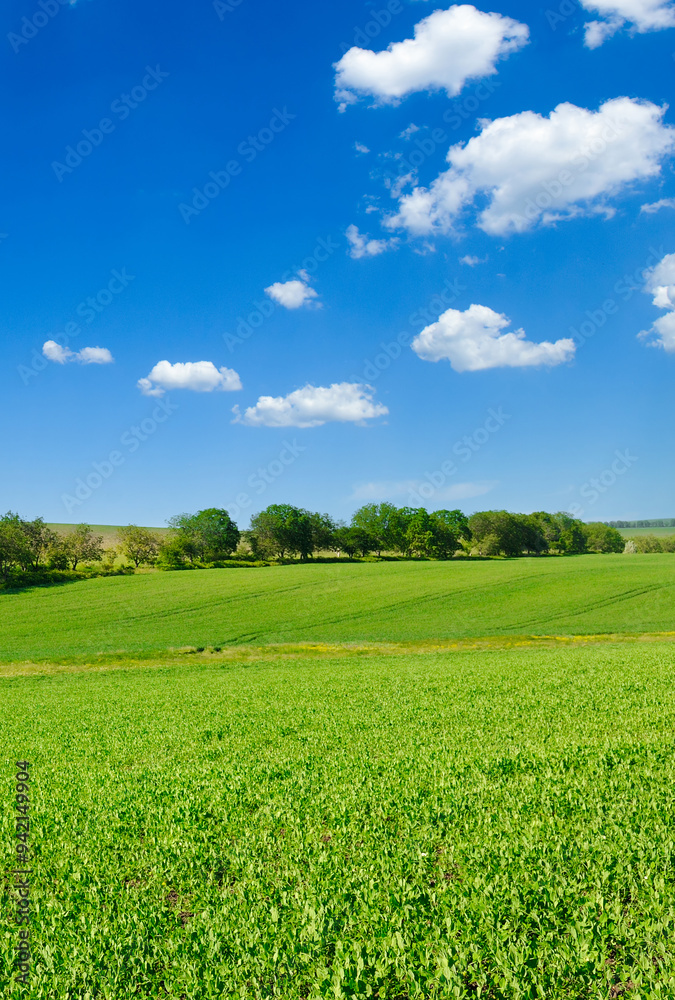 Obraz premium green field with flowering peas and blue sky