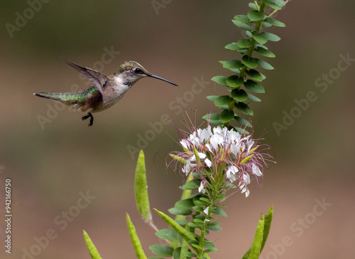 A Ruby-throated Hummingbird eyes the blossoms of a native (to the U.S.) Red-whiskered Clammyweed.
