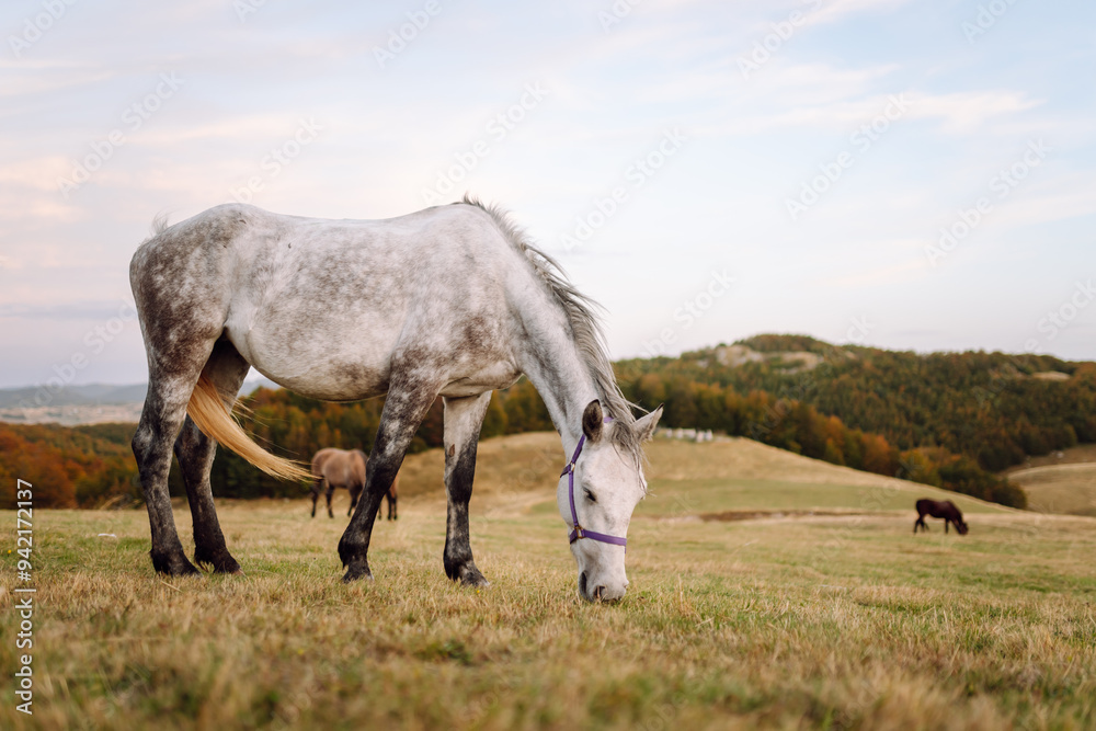 Obraz premium Horse in the pasture. Panorama with horse eating grass free in the mountains. View of the peaks, green meadows and mountains with mist in autumn. 