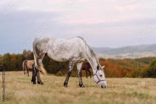 Horse in the pasture. Panorama with horse eating grass free in the mountains. View of the peaks, green meadows and mountains with mist in autumn. 