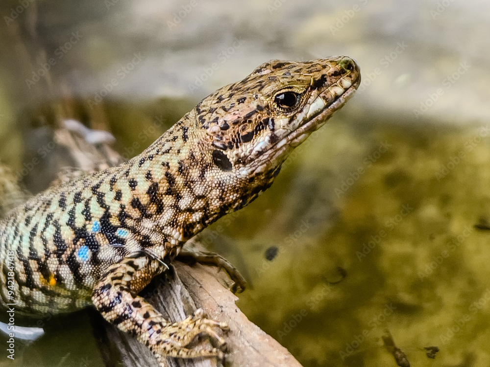 A close-up shot of a European lizard basking in the sunlight on a rocky surface. The lizard's intricate scales and vibrant colors are highlighted against a natural background, showcasing the beauty. A close-up shot of a European lizard basking in the sunlight on a rocky surface. The lizard's intricate scales and vibrant colors are highlighted against a natural background, showcasing the beauty.