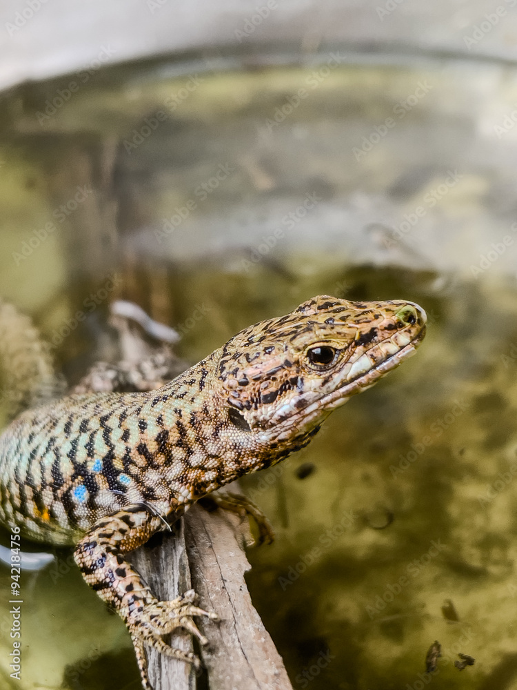 Naklejka premium A close-up shot of a European lizard basking in the sunlight on a rocky surface. The lizard's intricate scales and vibrant colors are highlighted against a natural background, showcasing the beauty.