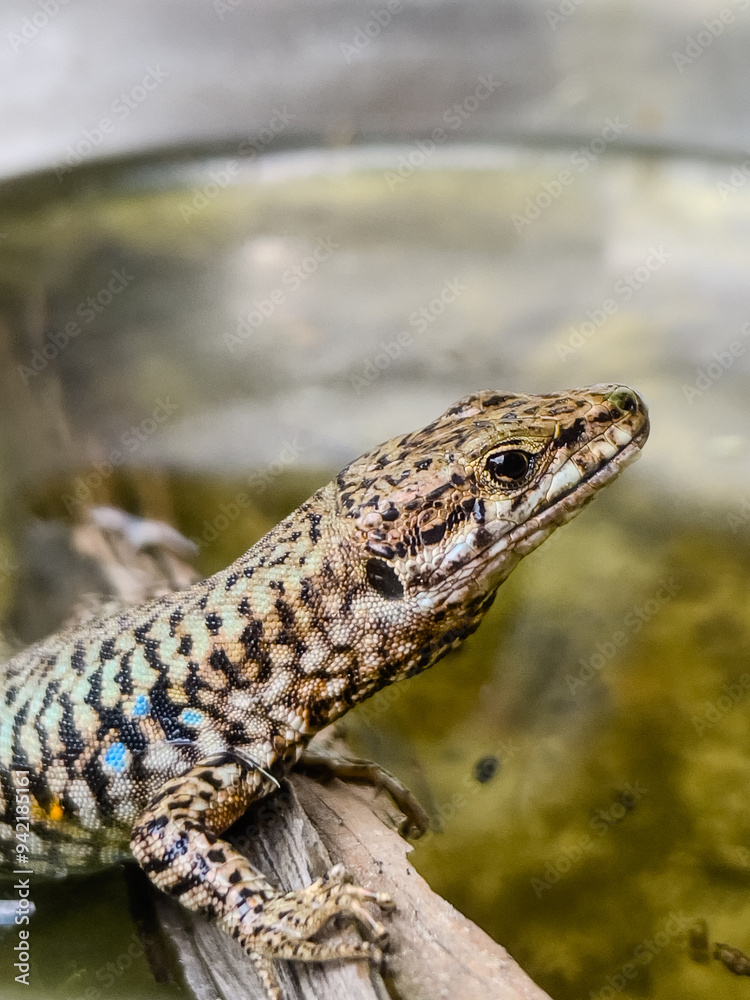A close-up shot of a European lizard basking in the sunlight on a rocky surface. The lizard's intricate scales and vibrant colors are highlighted against a natural background, showcasing the beauty. A close-up shot of a European lizard basking in the sunlight on a rocky surface. The lizard's intricate scales and vibrant colors are highlighted against a natural background, showcasing the beauty.