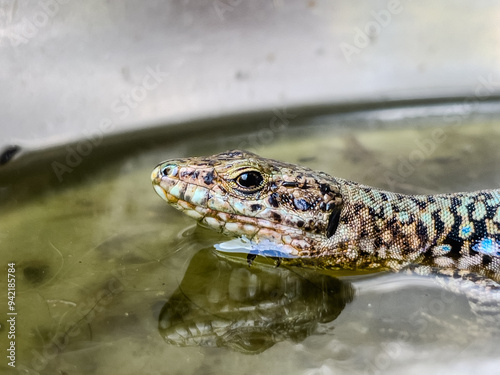 A close-up shot of a European lizard basking in the sunlight on a rocky surface. The lizard's intricate scales and vibrant colors are highlighted against a natural background, showcasing the beauty.