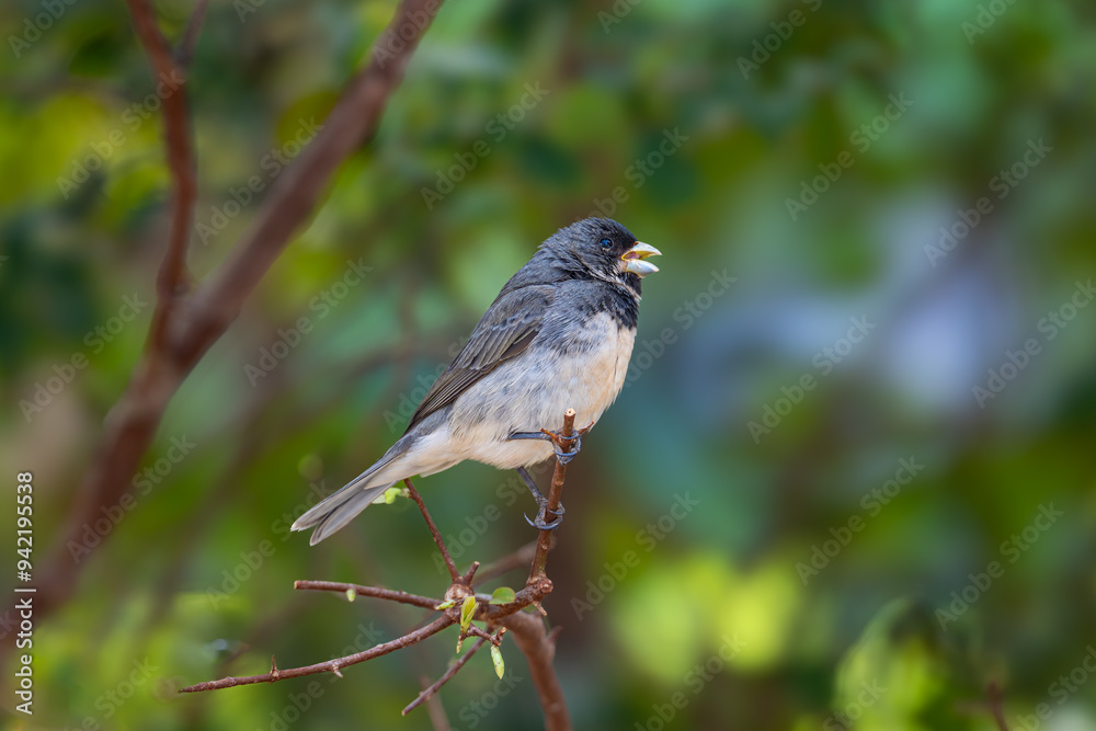Double-collared Seedeater (Sporophila caerulescens) ♂ Double-collared Seedeater (Sporophila caerulescens) ♂