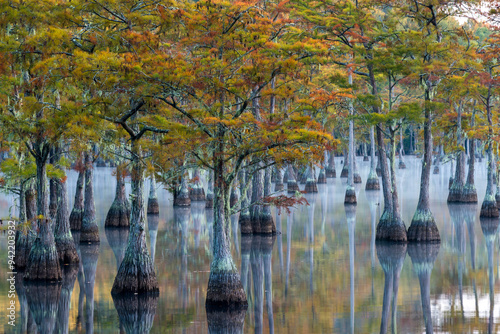 Usa, Georgia, George L. Smith State Park, Pond Cypress (Taxodium ascendens) in early morning light photo