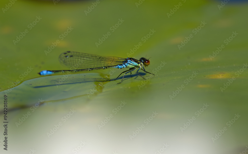 blue dragonfly on a leaf, dragongly on a leaf of a water lily, odonata blue dragonfly on a leaf, dragongly on a leaf of a water lily, odonata