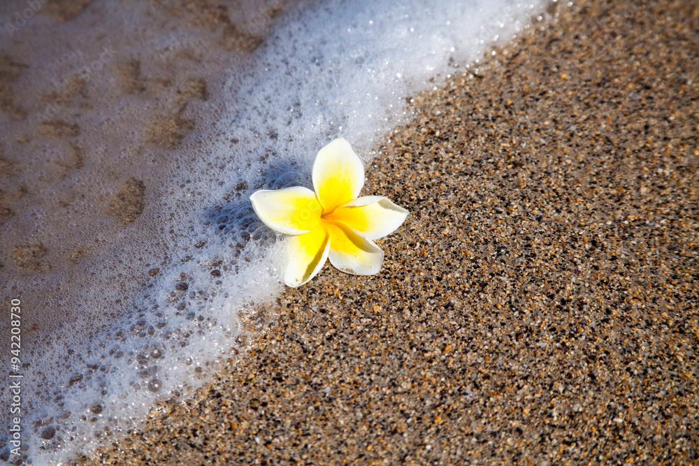 USA, Hawaii, Maui, Kihei beach with fallen Plumeria bloom surfline USA, Hawaii, Maui, Kihei beach with fallen Plumeria bloom surfline