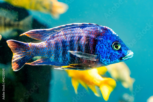 Colorful blue peacock cichlid, Waikiki, Oahu, Hawaii. Originally from Africa.