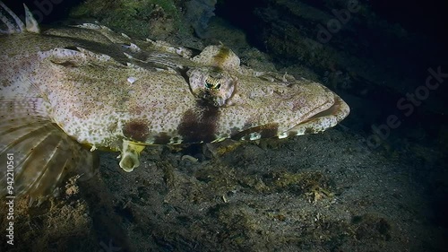 Portrait of Tentacled Flathead (Papilloculiceps longiceps) against dark background, night shot, close-up. photo