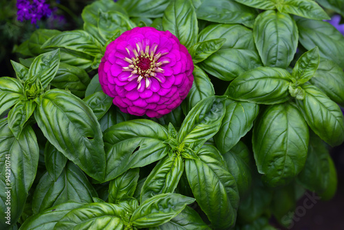 Beautiful dark Green Genovese Basil companion planted with giant lilac zinnia to utilize organic pest control. Zinnias attract predatory wasps and hover flies.  photo