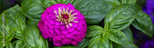 Horizontal banner of Beautiful dark Green Genovese Basil companion planted with giant lilac zinnia to utilize organic pest control. Zinnias attract predatory wasps and hover flies. 