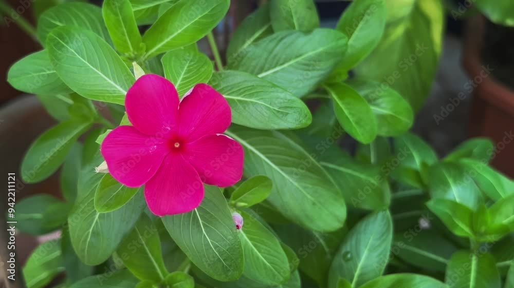Deep red Periwinkle are blooming in the garden Deep red Periwinkle are blooming in the garden