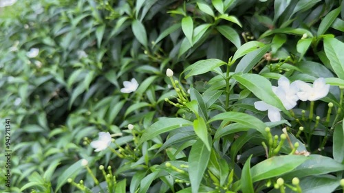 trolly shot of pinwheel flower, crape jasmine, East India rosebay, also called bush chandni, MINI CHANDNI PLANT photo