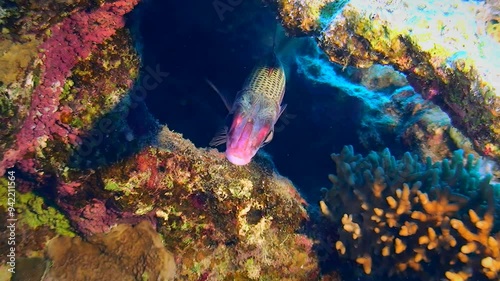 Close-up of an Armed Squirrel Fish (Neoniphon sammara) that selects shaded areas of a coral reef. photo