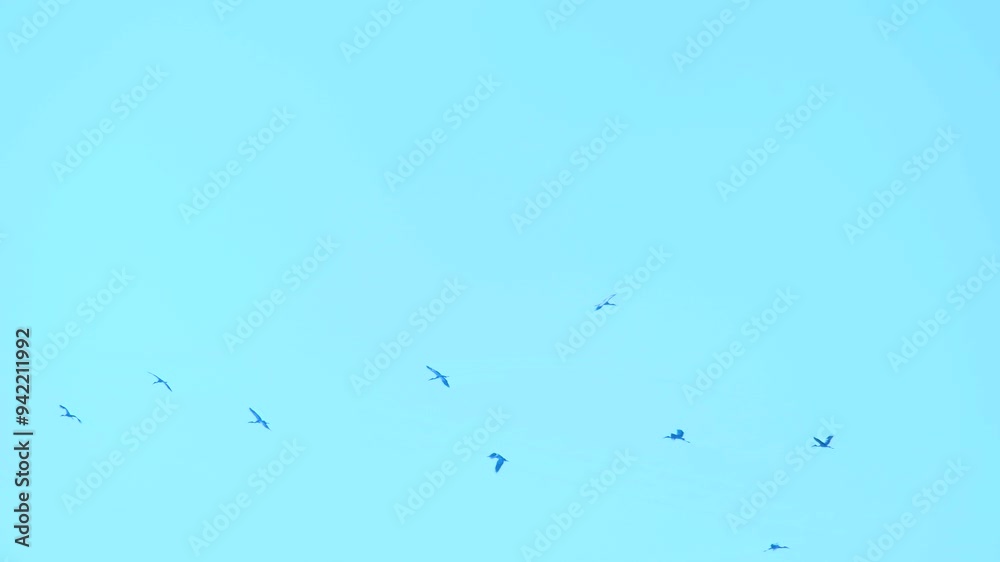 Wildlife Scene Of Birds Flying Against Clear Blue Sky. Slow Motion Shot Wildlife Scene Of Birds Flying Against Clear Blue Sky. Slow Motion Shot